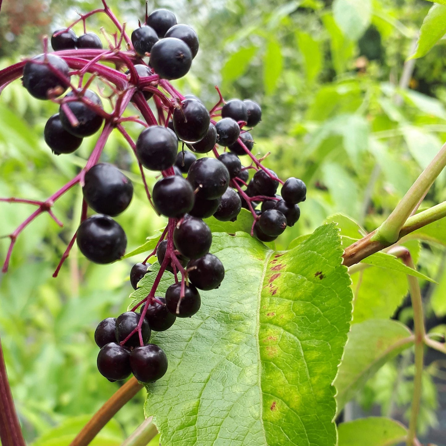 York Elderberry Bareroot