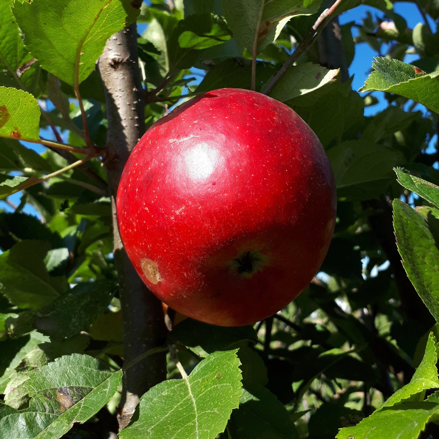 Freedom Apple Bareroot