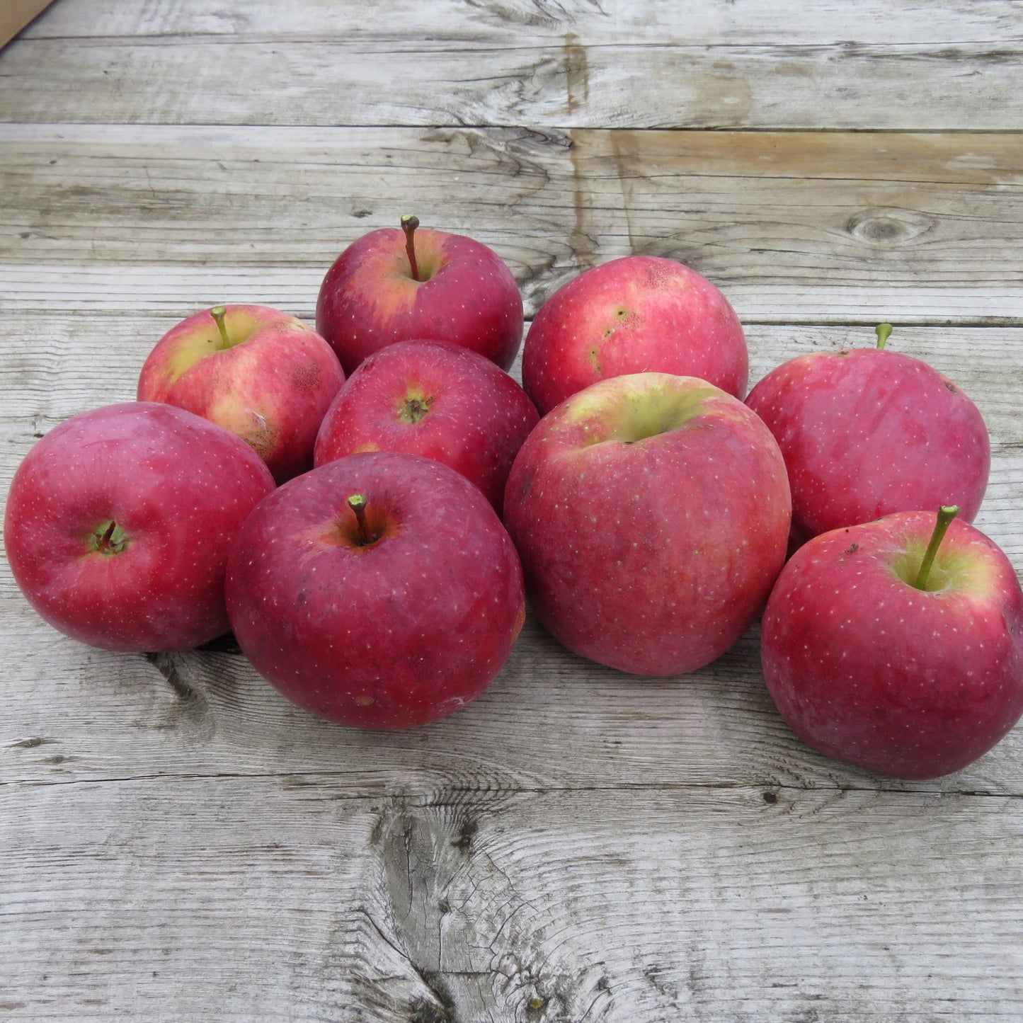 Florina Apple Bareroot