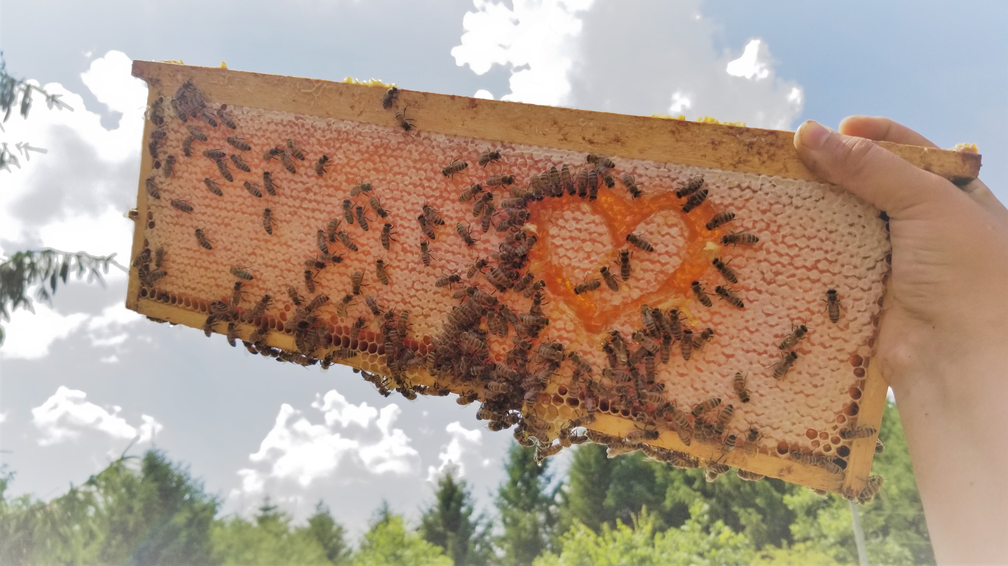 frame of honey and bees with heart