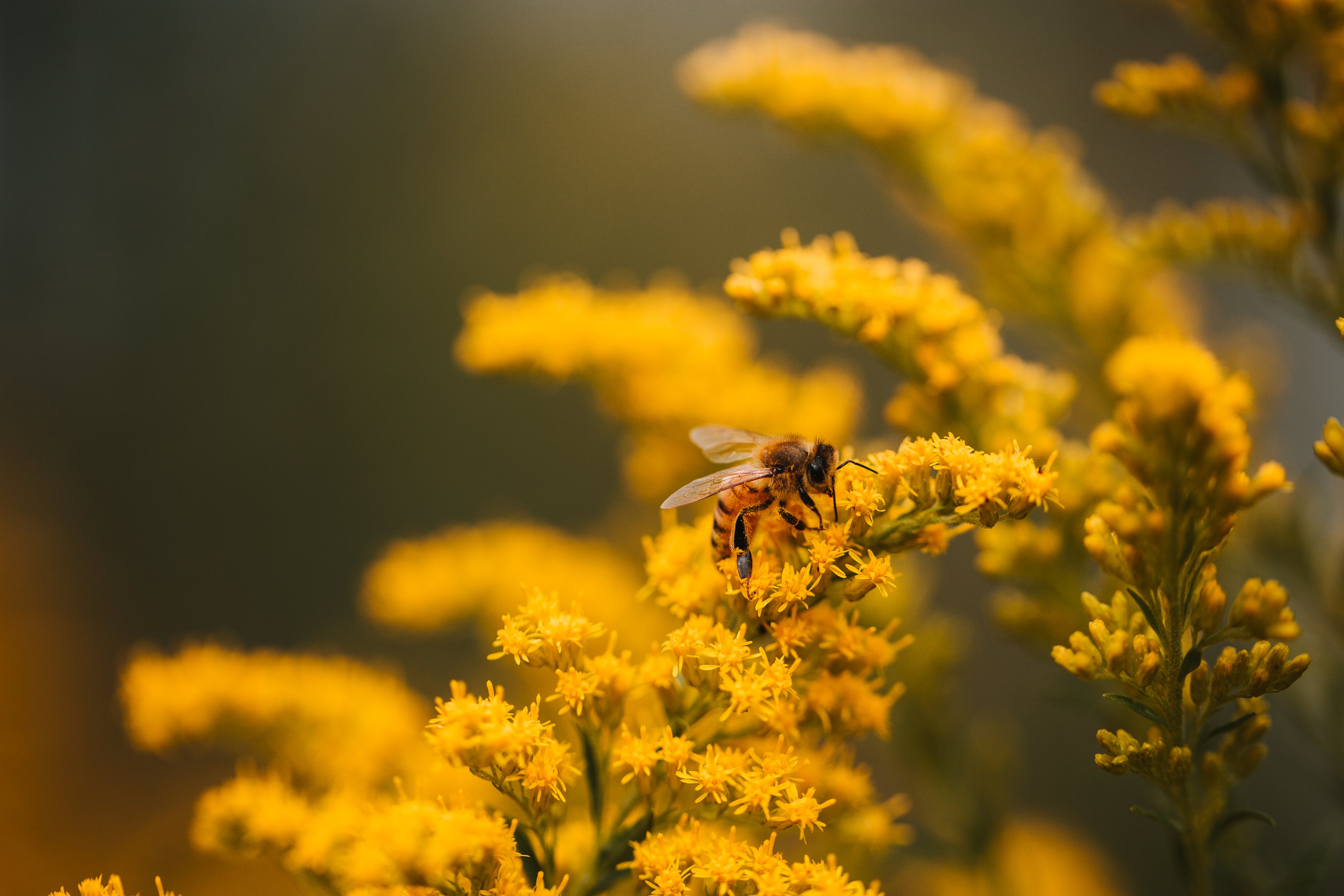 honeybee on goldenrod