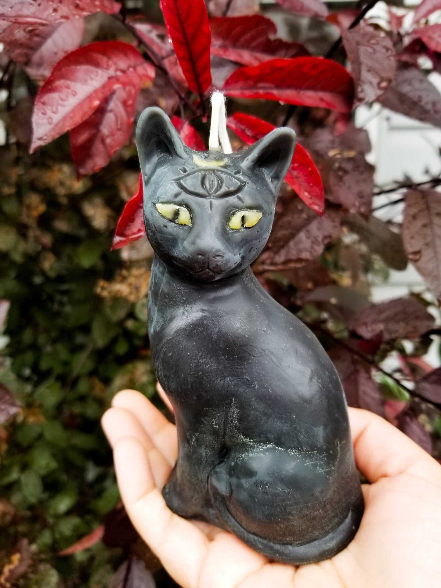 third eye cat with olive green eyes