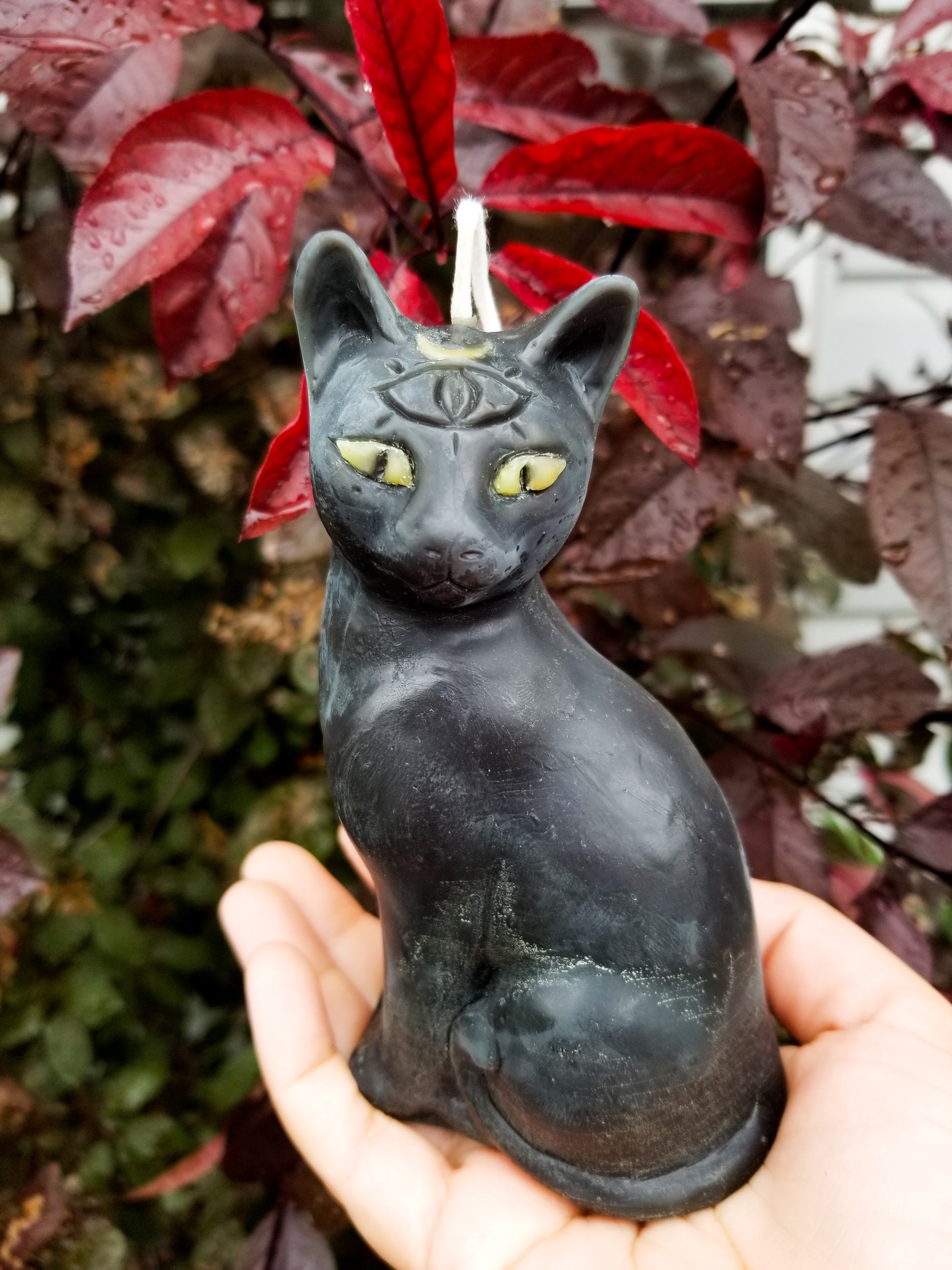 third eye cat with olive green eyes