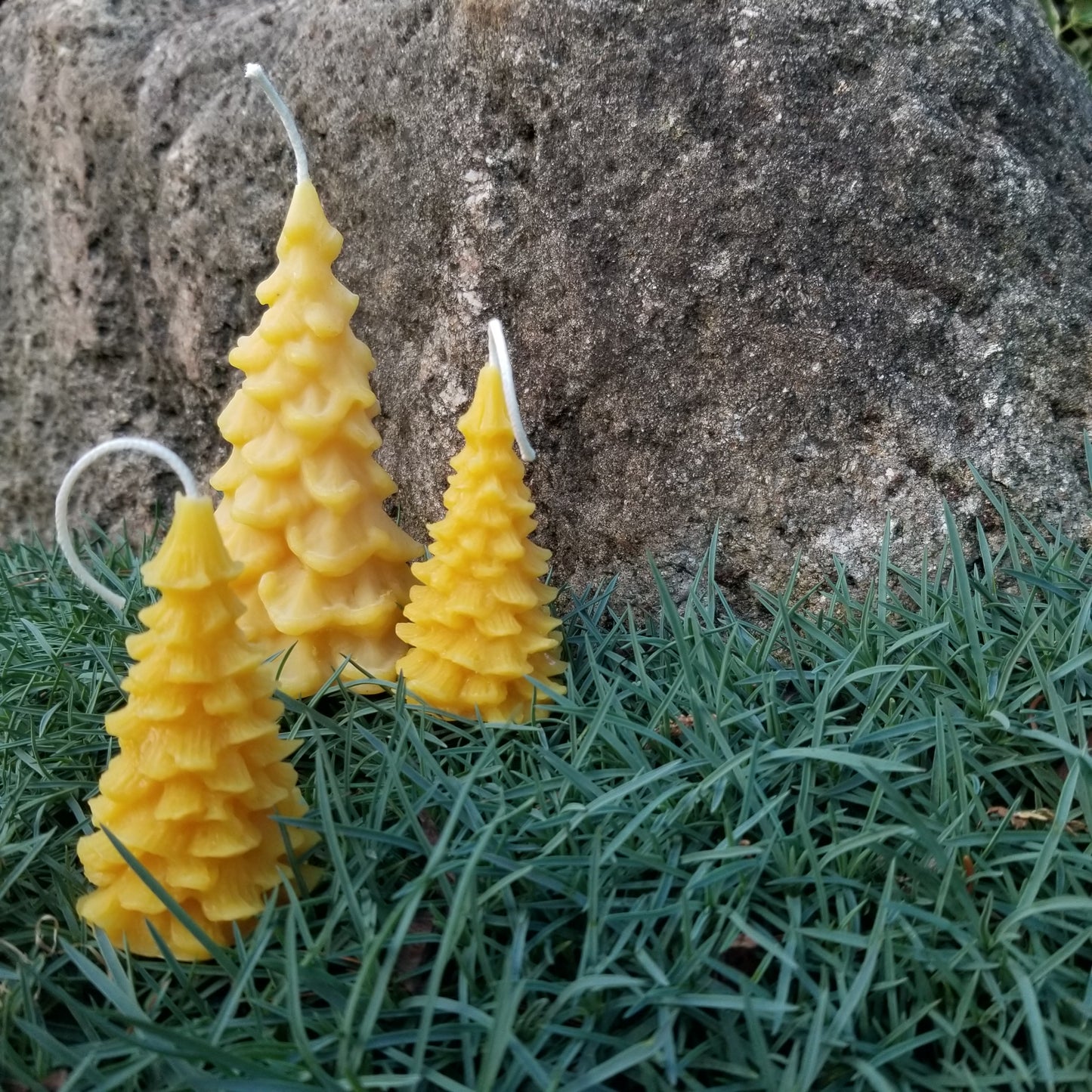 Fir Tree
