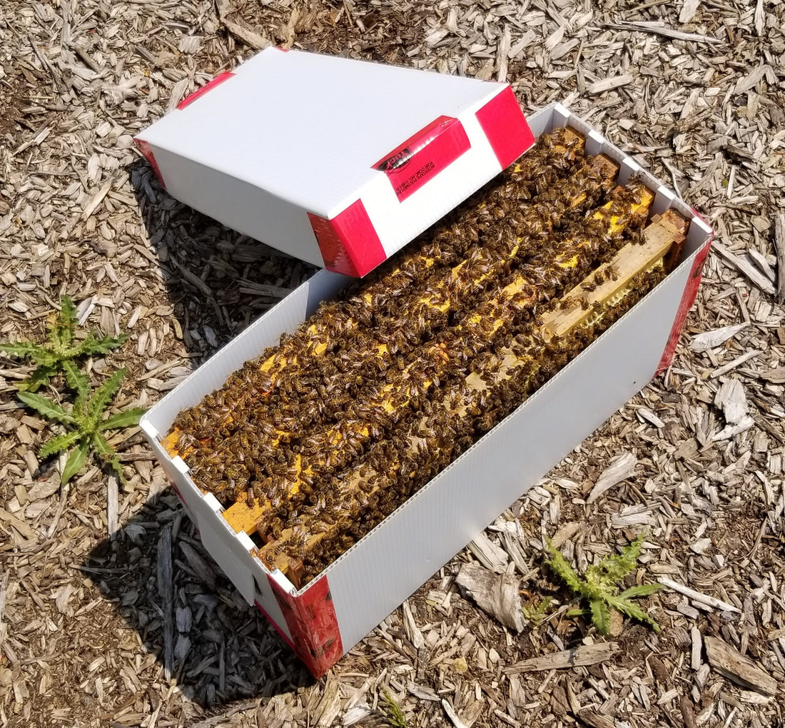 Are You Buying Nucs this Spring?