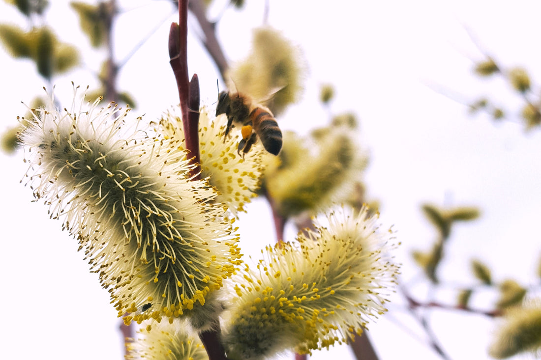 Bee Pollen: A Beehive Superfood