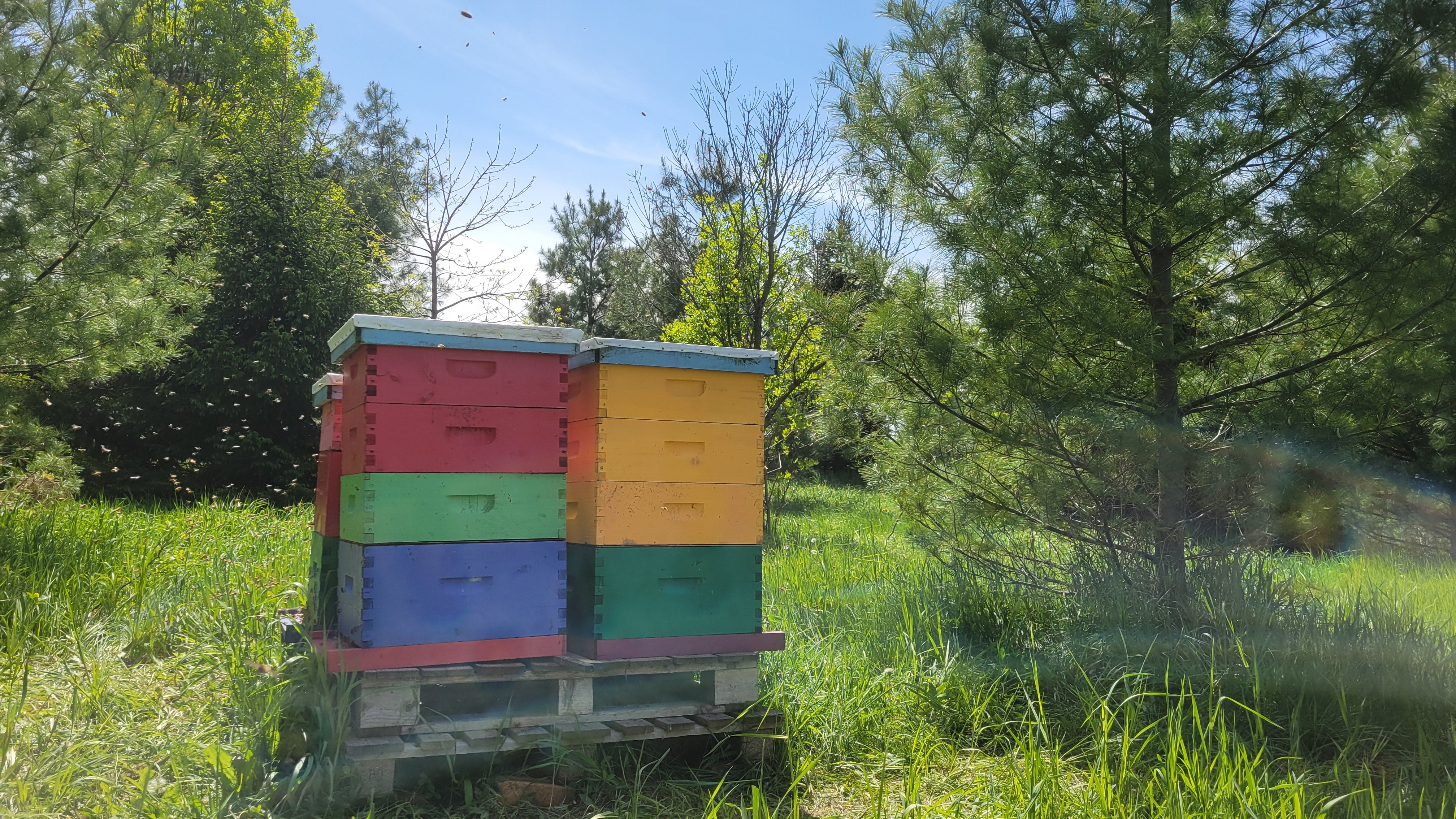 Summer 2025 Hive Tours