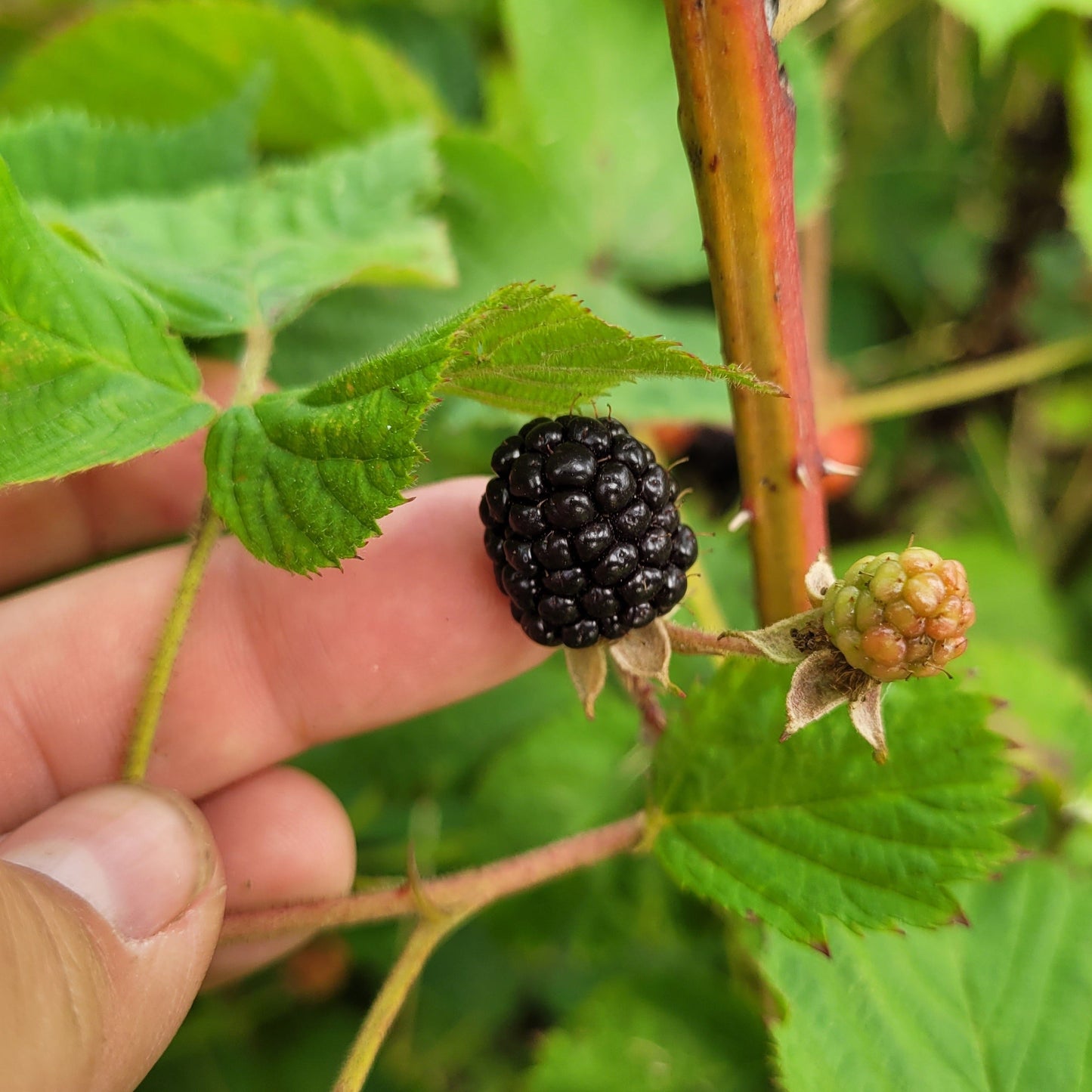 Illini Hardy Blackberry Bareroot