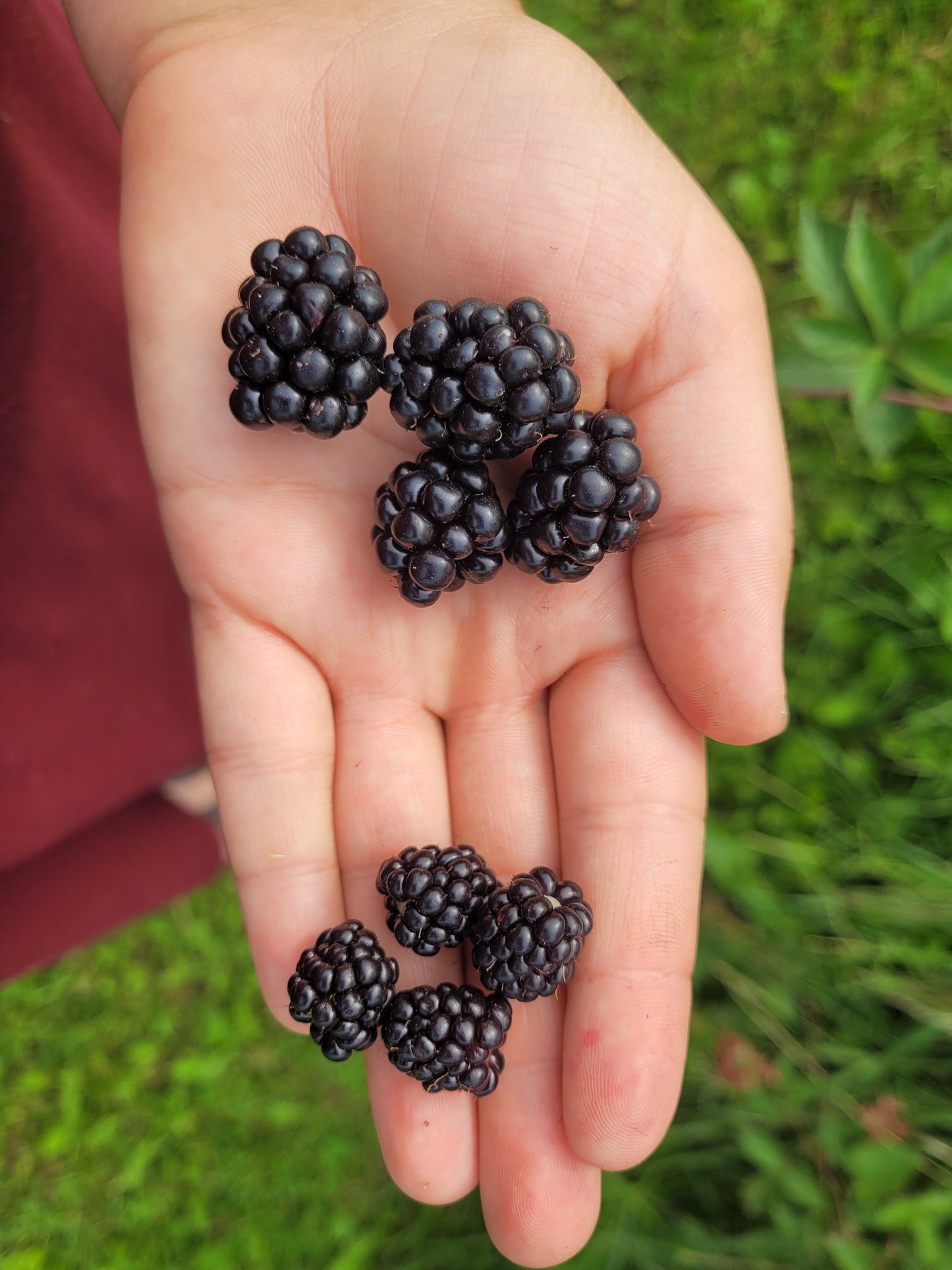 Illini Hardy Blackberry Bareroot