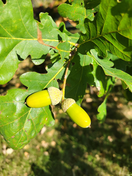 English Oak Seedling Bareroot