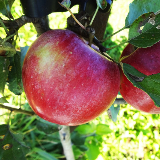 Sweet Sixteen Apple Bareroot