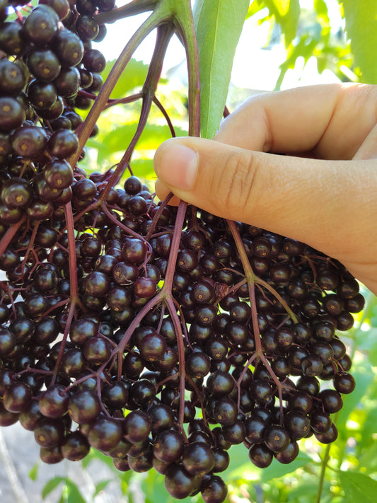 York Elderberry Bareroot