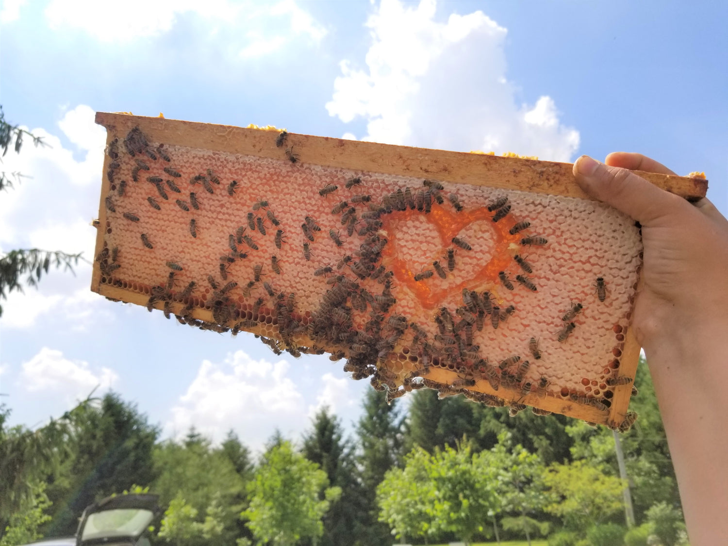 bees on frame of honey with heart