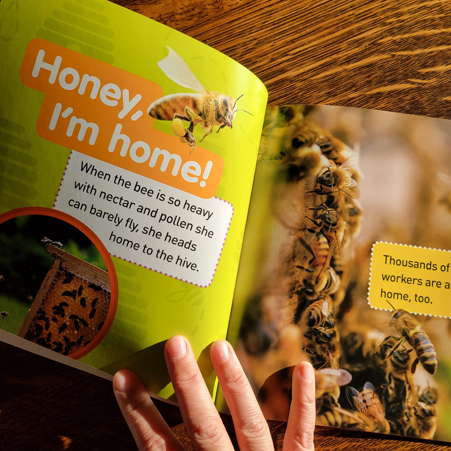 Children's book about bees with a hand holding it open, showing a page with a bee illustration and text.
