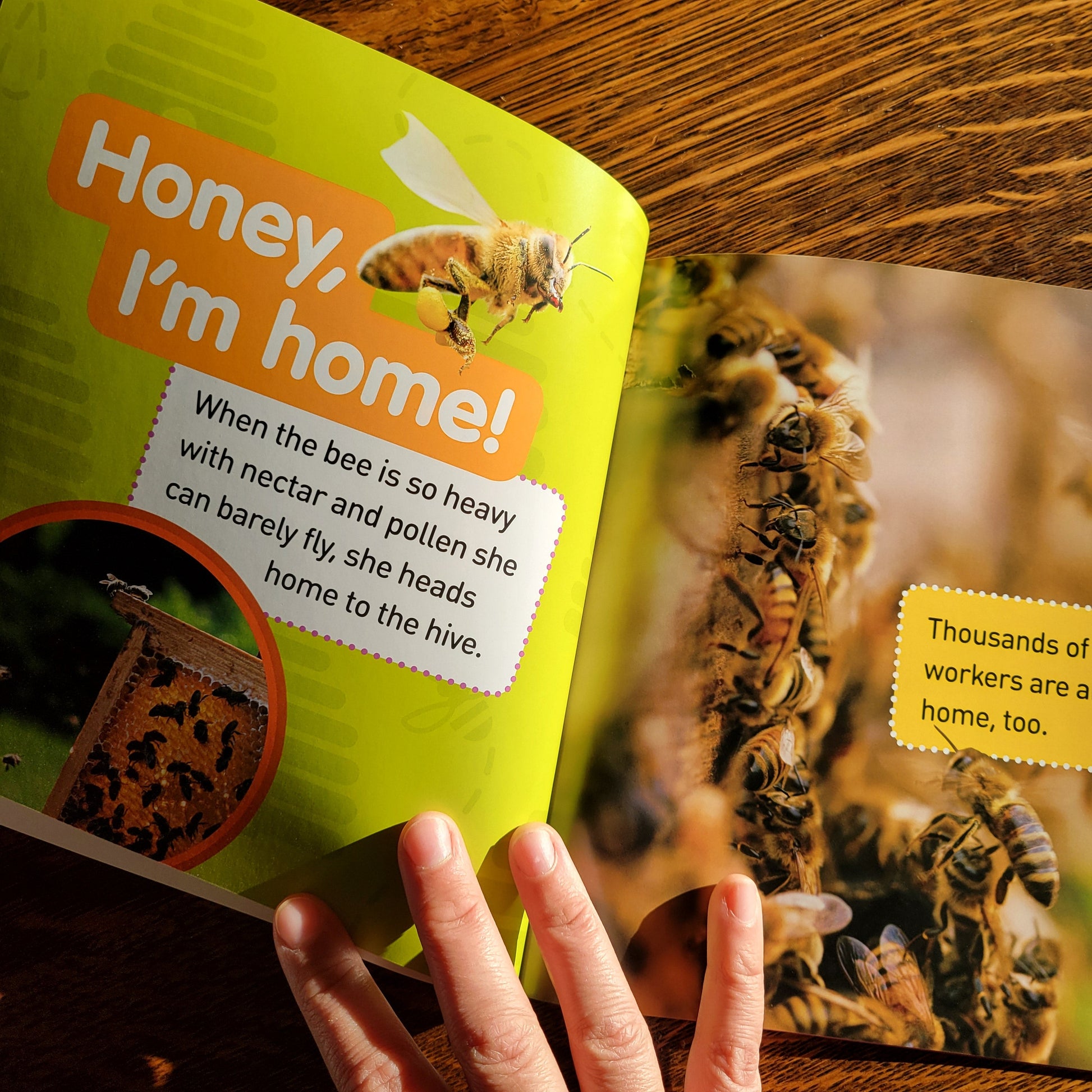 Children's book about bees with a hand holding it open, showing a page with a bee illustration and text.