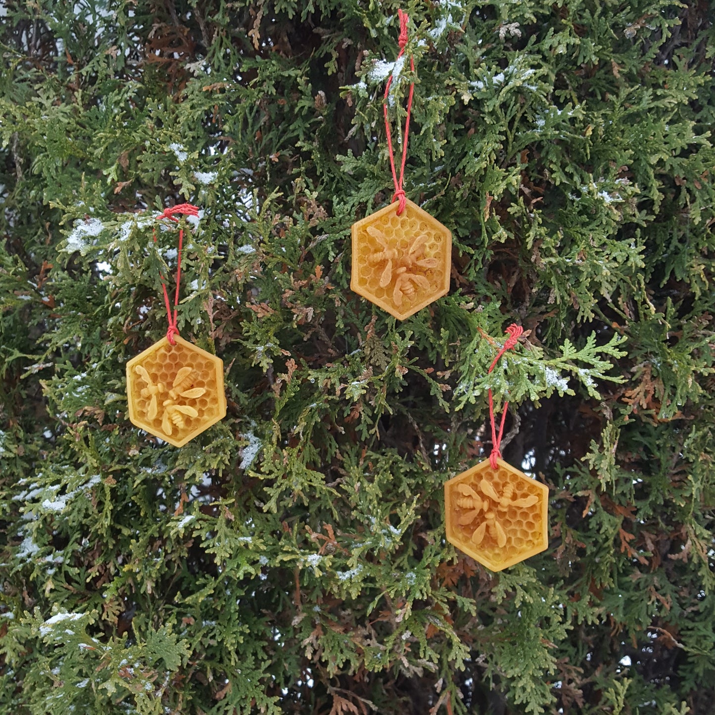 Beeswax ornaments on cedar tree.
