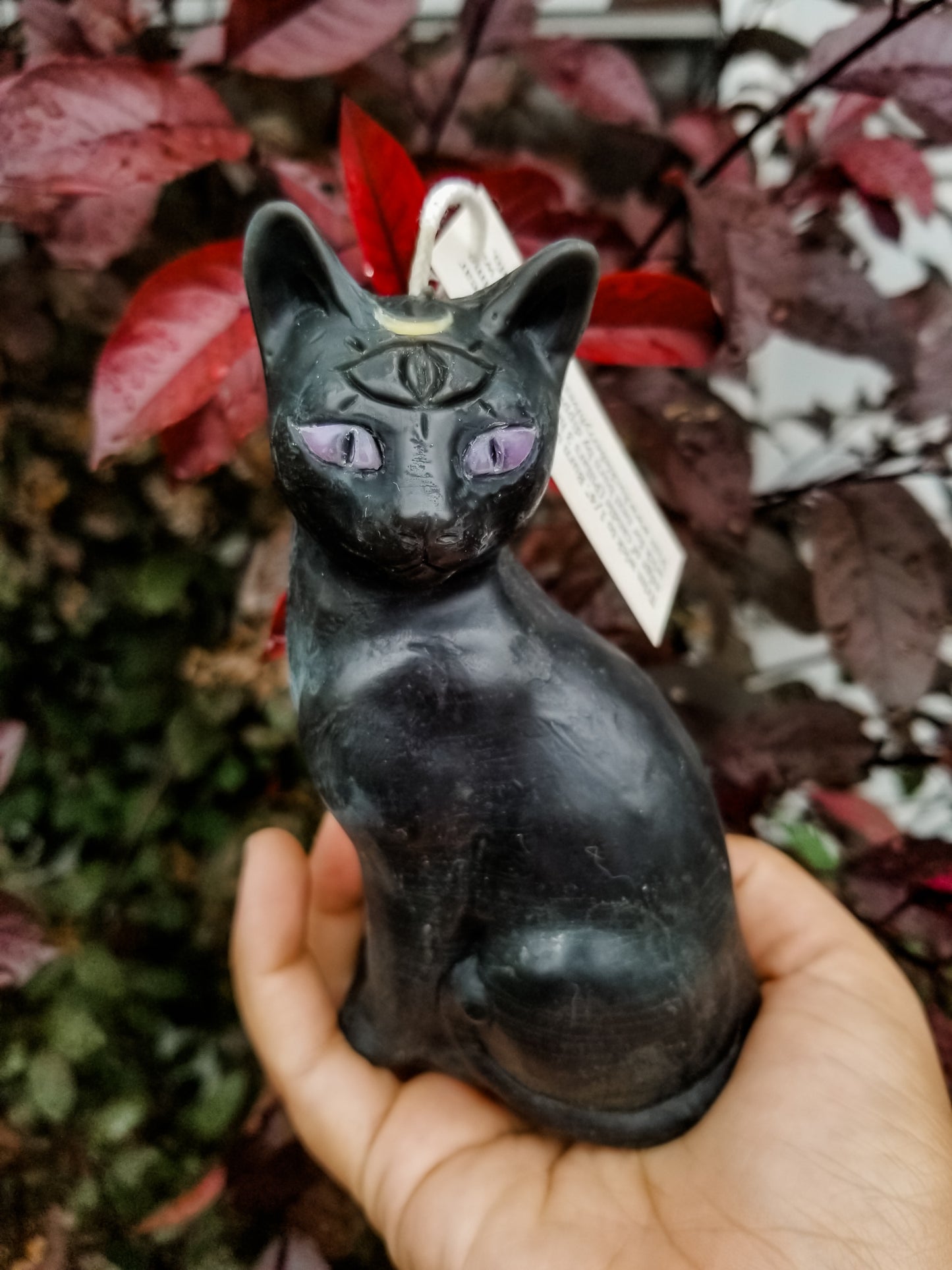 third eye cat with purple eyes