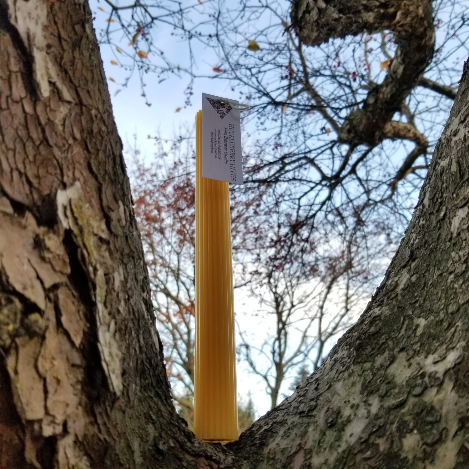 beeswax fluted taper candle sitting in a crook of a tree branch